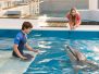 Dolphin Tale 2