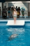 dolphin-tale-34
